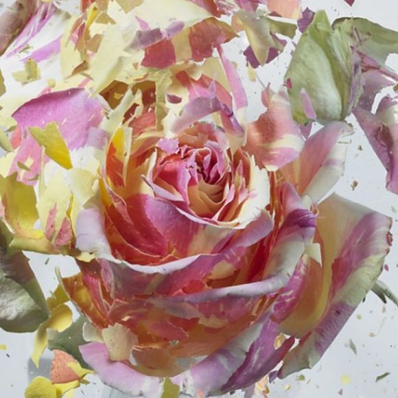 Profile Picture of Felicia Yap (@feliciayap) on Poshmark