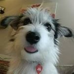 Profile Picture of Chris Harruff (@chrisharruff) on Instagram