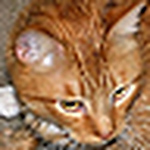 Geoff  Holmes - Flickr Profile Picture of Geoff  Holmes (@ge_offcanhasphoto) on Flickr