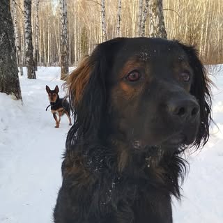 Volpe Grace - Instagram Profile Picture of Volpe Grace (@volpegrace) on Instagram