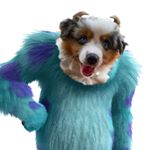 Profile Picture of James P. Sullivan (@blueaussiesulley) on Instagram
