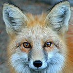 Profile Picture of Nick Hayes (@nck.s.hayes) on Flickr