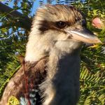 Profile Picture of Andrew Thiele (@andrew1970t) on Instagram