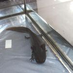 Profile Picture of beron Benjamin (@ms_misti62) on Instagram