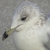 Profile Picture of Jonathan Swift (@gull_and_bit) on Twitter