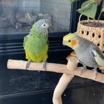 Profile Picture of bruce_bruno_feathers (@bruce_bruno_feathers) on Instagram