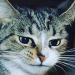 Profile Picture of Amanda Theo (@armadoodle) on Instagram