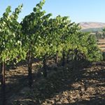 Profile Picture of Tony Domingos Farming (@tonydomingosfarming) on Instagram