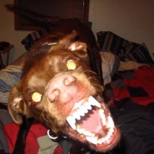 Profile Picture of Matt Holub (@428543330) on Myspace