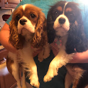 Profile Picture of Daniel's Old Channel (@OldDanielChannel) on Youtube