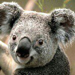 Profile Picture of annona (@robert.follow) on Instagram