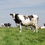 Profile Picture of Isaac Lasky (@saac_man14) on Instagram