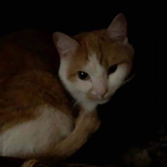 Profile Picture of Amy Danielowski (@apamdan) on Poshmark