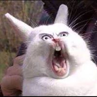 Gillian Stevens - Pinterest Profile Picture of Gillian Stevens (@puntogy) on Pinterest