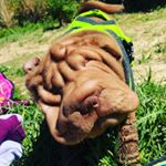 Profile Picture of Teddy (@_teddy_sharpei) on Instagram