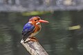Profile Picture of White-bellied kingfisheron Wikipedia