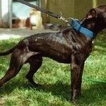 Profile Picture of Tom Garner Kennels (@tomgarnerkennels) on Instagram