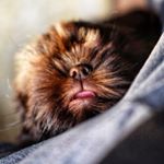 Profile Picture of Milo Bartholomew Sanchez (@milo_thechocopup) on Instagram