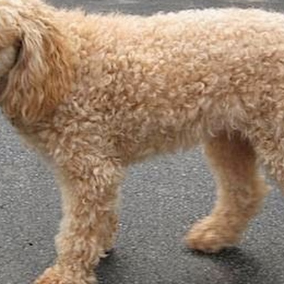 Profile Picture of Asharie Johnson-curry (@ashariej) on Poshmark