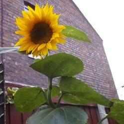 Profile Picture of Janet Barton (@Barton1Janet) on Twitter