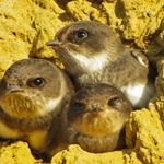 Profile Picture of David Elliott (@davenjune141) on Instagram