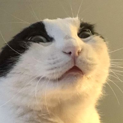 Profile Picture of Yan Duan (@dandanisacat) on Twitter