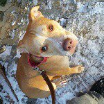 Profile Picture of Jake Bartolo (@dogged_out) on Instagram