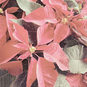 Profile Picture of Kate Manalo (@katemanalo7292) on Youtube