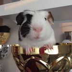 Profile Picture of David (@david_the_guineapig) on Instagram