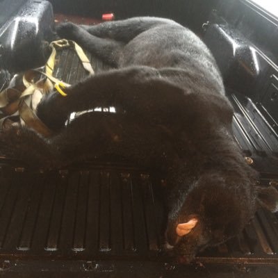 Profile Picture of Dave Brawn (@dave_brawn) on Twitter