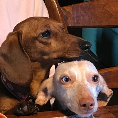 Profile Picture of Donatella Scarnati (@donatellaesse) on Twitter