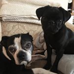 Profile Picture of Sam&Bean (@samandbean) on Instagram