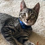 Profile Picture of Clyde Barrow (@clydebarrowcat) on Instagram