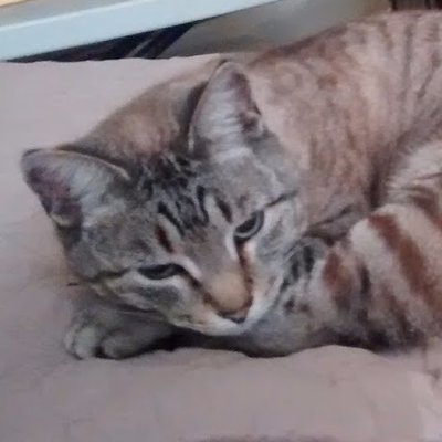 Profile Picture of Leo The Cat (@LeoEatsBirds) on Twitter