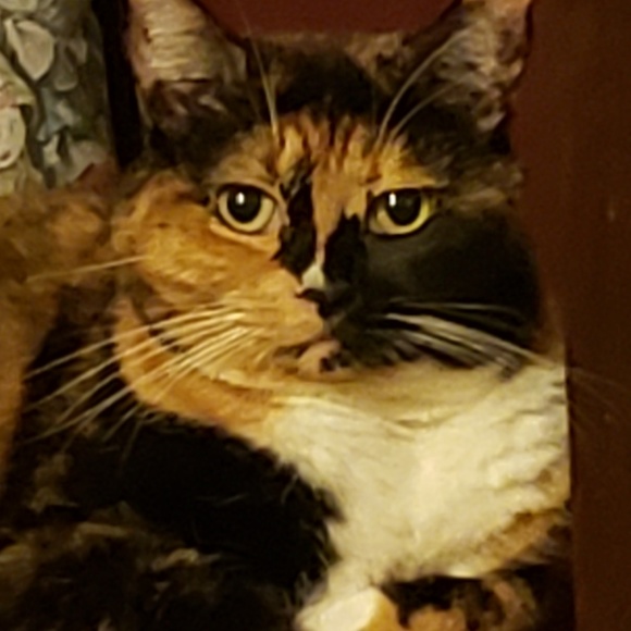 Profile Picture of Michael Mobley (@mwmobley69) on Poshmark