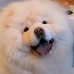 Profile Picture of LilyBearChowChow (@lilybearchowchow) on Instagram