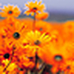 Profile Picture of diane jimenez (@sexyme649) on Flickr