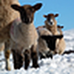 Profile Picture of Stephanie Jones (@steph a jones) on Flickr