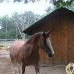 Profile Picture of Sherri Connors (@sher4wildmustang) on Instagram