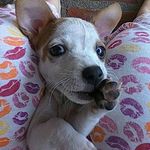 Profile Picture of zoe chacon (@zoe.c_2017) on Instagram