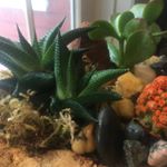 Profile Picture of Christine Foley (@succulent_designs_by_christine) on Instagram