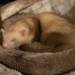 Profile Picture of William The Weasel (@whispertheweasel) on Instagram