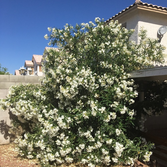 Profile Picture of Genet Hagos (@genethagos) on Poshmark