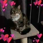 Profile Picture of Cindy Dirks (@cindydirks) on Instagram