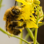 Ron Mckeating - Flickr Profile Picture of Ron Mckeating (@ronmckeating) on Flickr