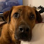 Profile Picture of kris🐶🍔🍟🍕🥓🌭🥪🍗 (@krispiccolo__) on Instagram
