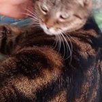 Profile Picture of Brad Chun-Ting Liu (@bradcliu) on Instagram