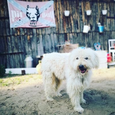 Profile Picture of Sandor Varga (@SandorVarga18) on Twitter