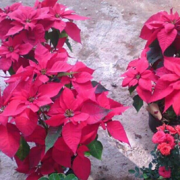 Profile Picture of Agueda Aguero (@alomdra) on Poshmark