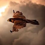 Profile Picture of Andraž Osredkar (@osredkarandraz) on Instagram